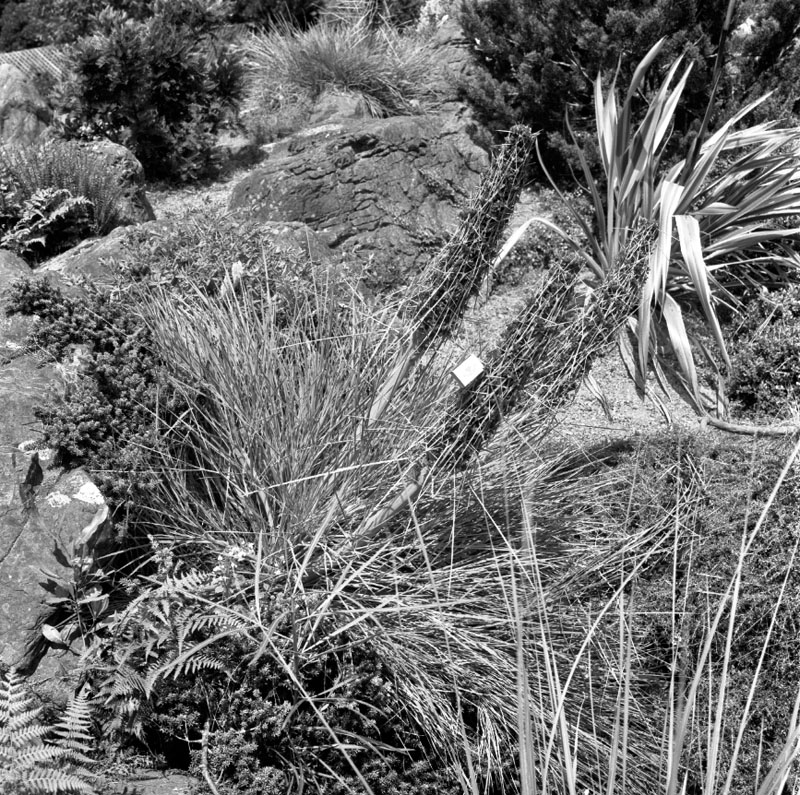 f. Plants - Otari Reserve