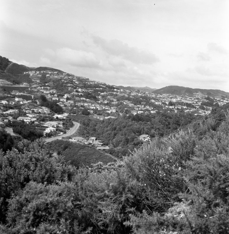 c. Wilton Bush (Curtis Land)