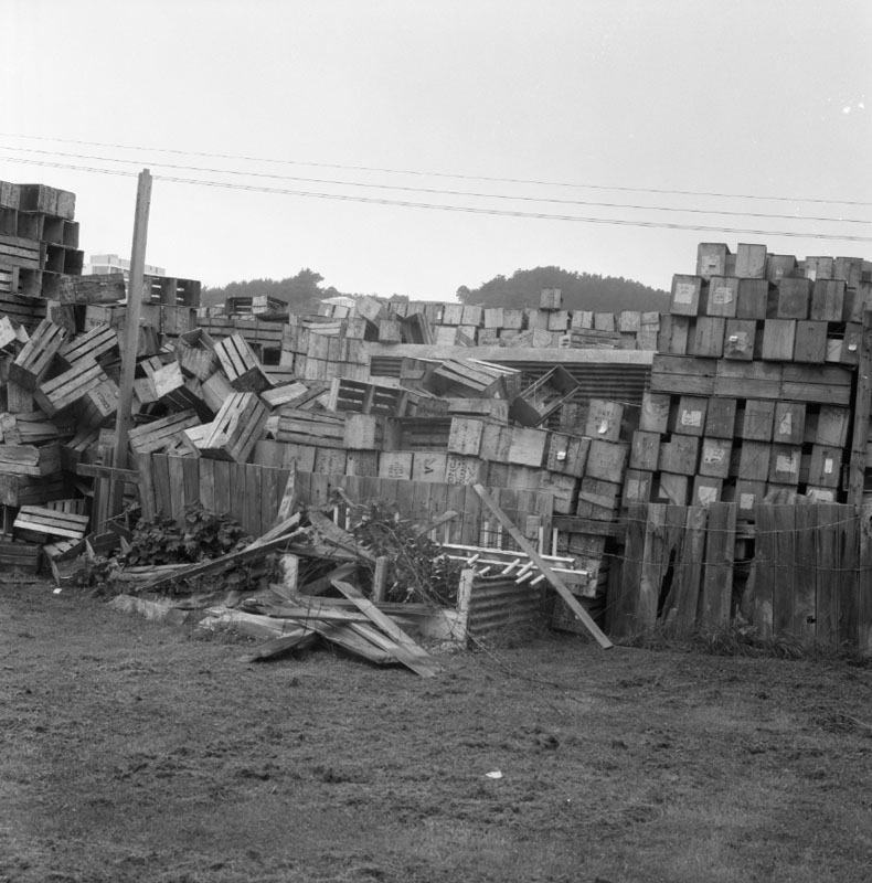 c. No 44 Owen St, Uneeda Fruit Co. large stacks of empty fruit boxes