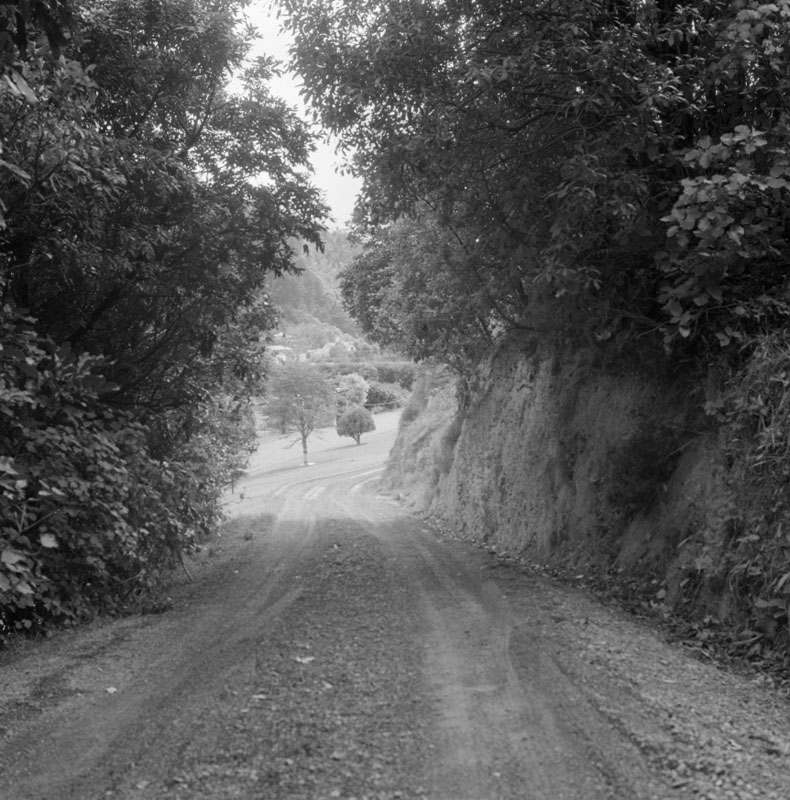 o. Clay Bank - Botanic Garden, rose garden