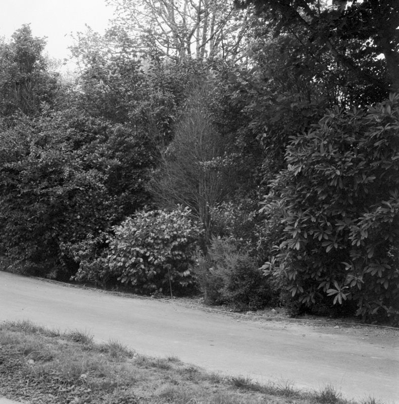 a. No 407 Karori Rd, access and trees