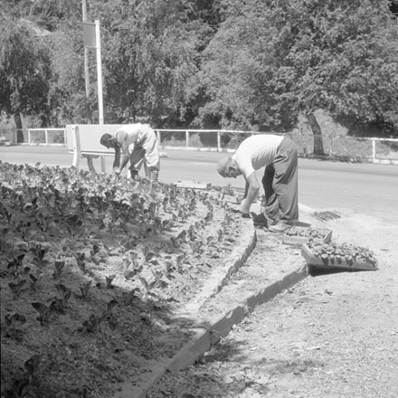 Reserves Dept, Planting Glenmore St