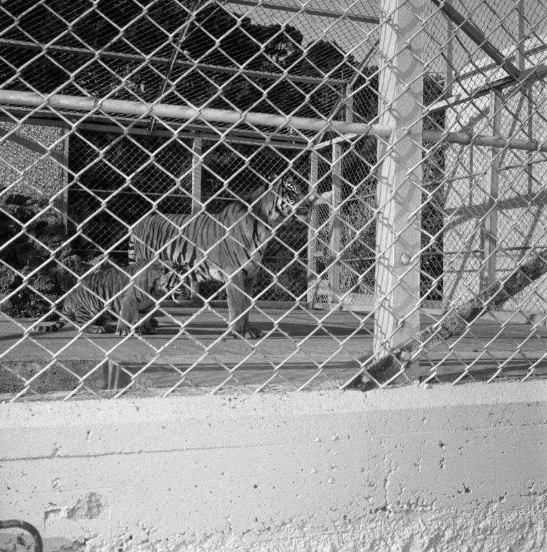 a. Zoo pictures for Councilman