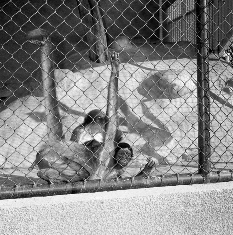 f. Zoo pictures for Councilman