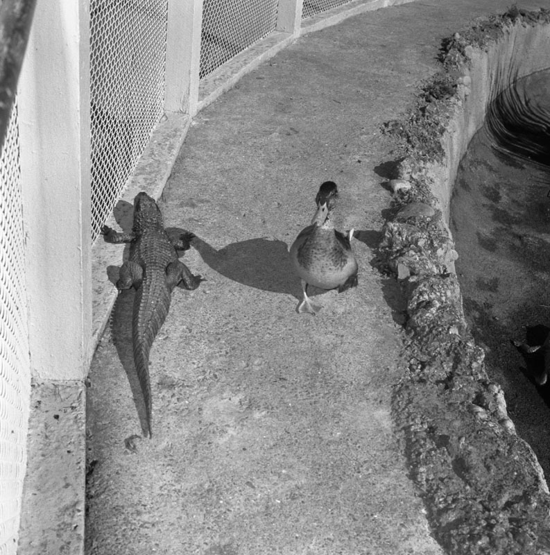 h. Zoo pictures for Councilman