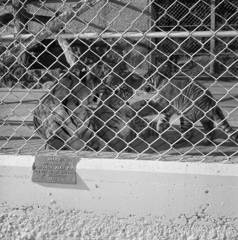 i. Zoo pictures for Councilman