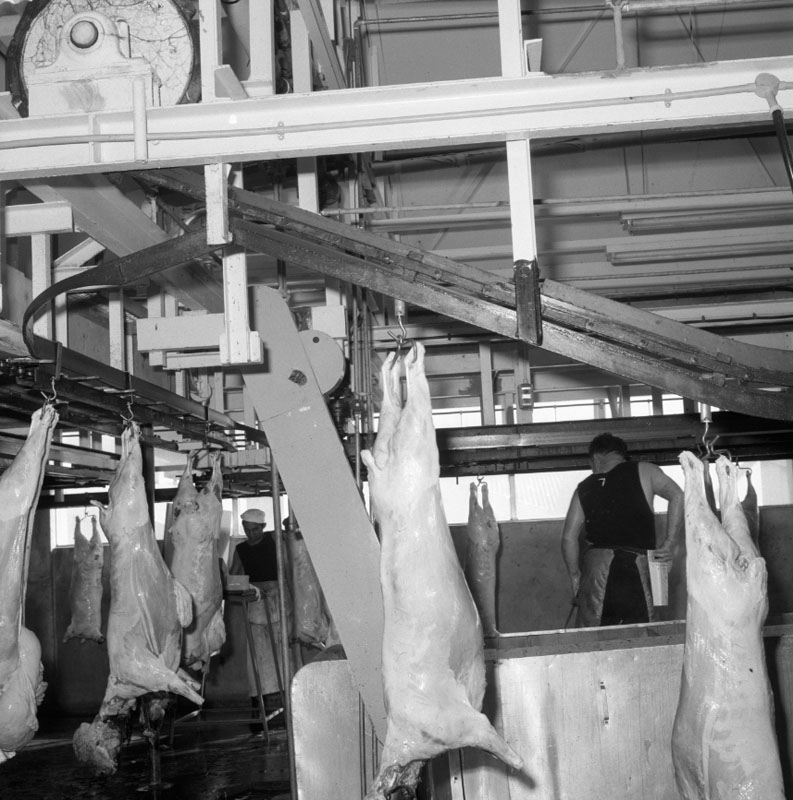 b. Abattoirs, details of conveyor system