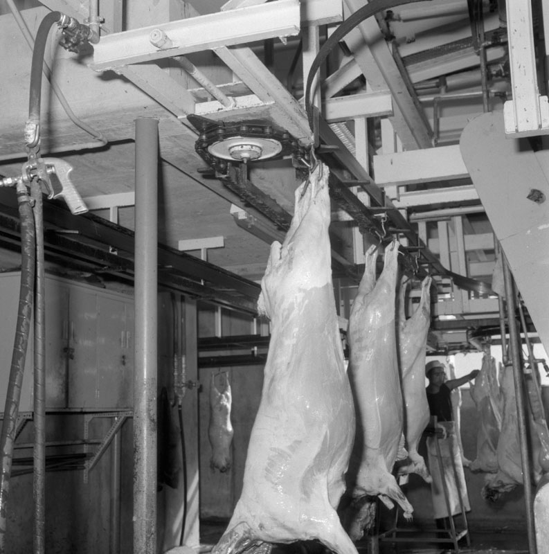 c. Abattoirs, details of conveyor system