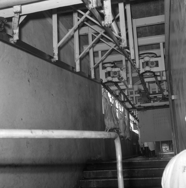 t. Abattoirs, details of conveyor system