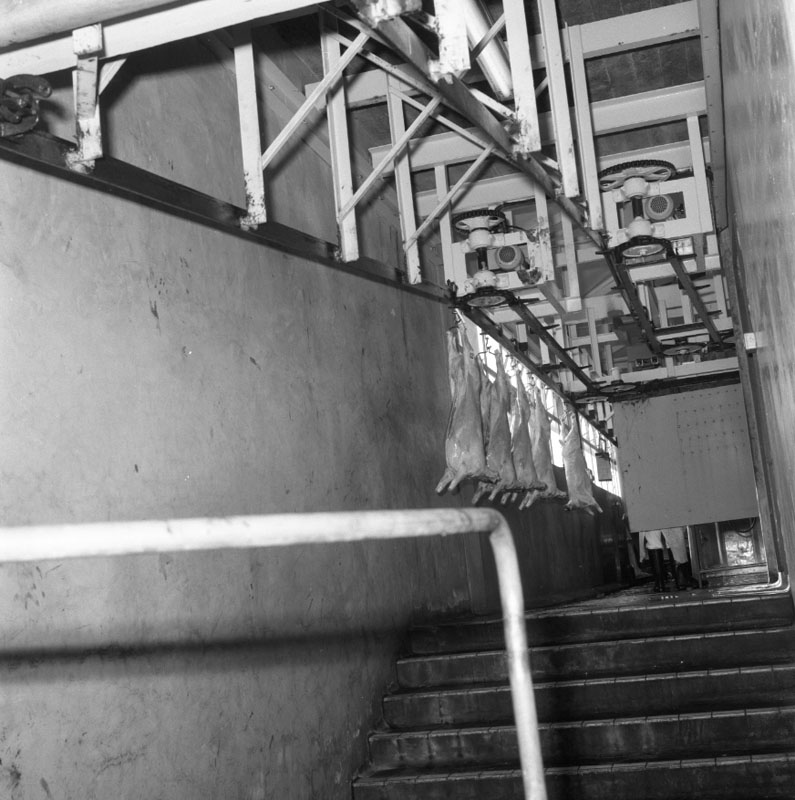 x. Abattoirs, details of conveyor system