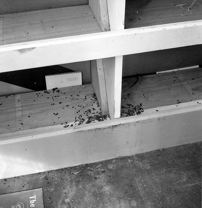 m. Uneeda Fruit Co, no 44 Owen St