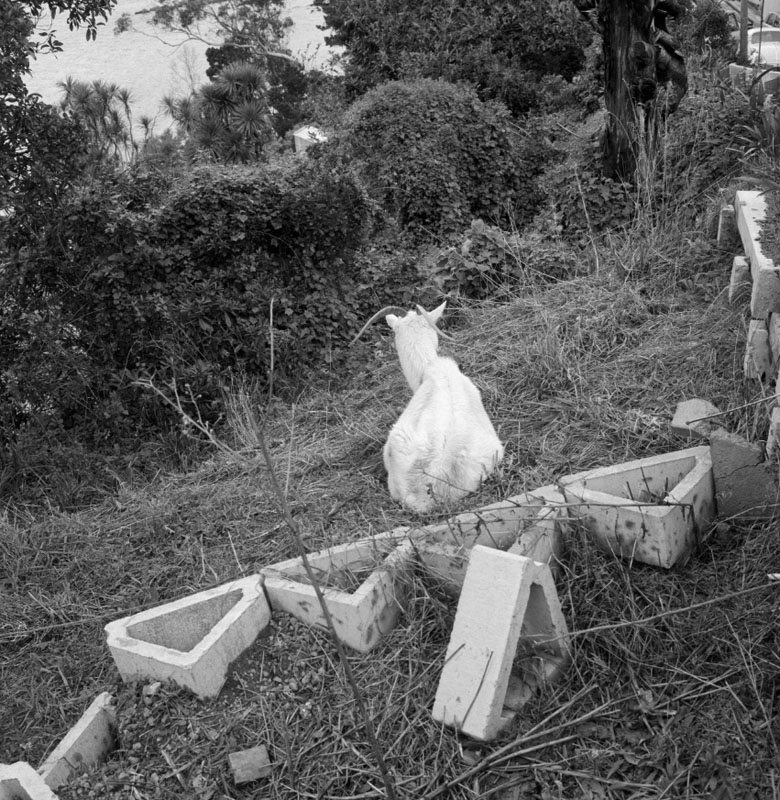 b. No 61 Pretoria Rd, goat tied up on section, Mr M Muir