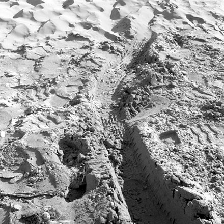 b. Tracks, Worser Bay Beach