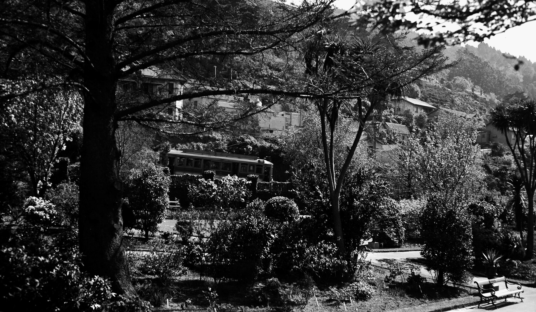 Botanic Garden, Tramcar on Glenmore Street in background