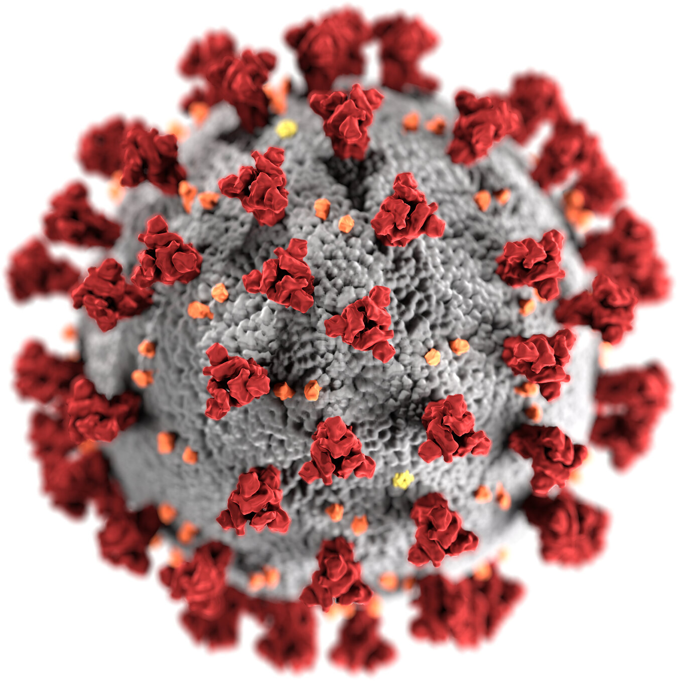 Coronavirus disease (COVID-19) SARS-CoV-2 without background