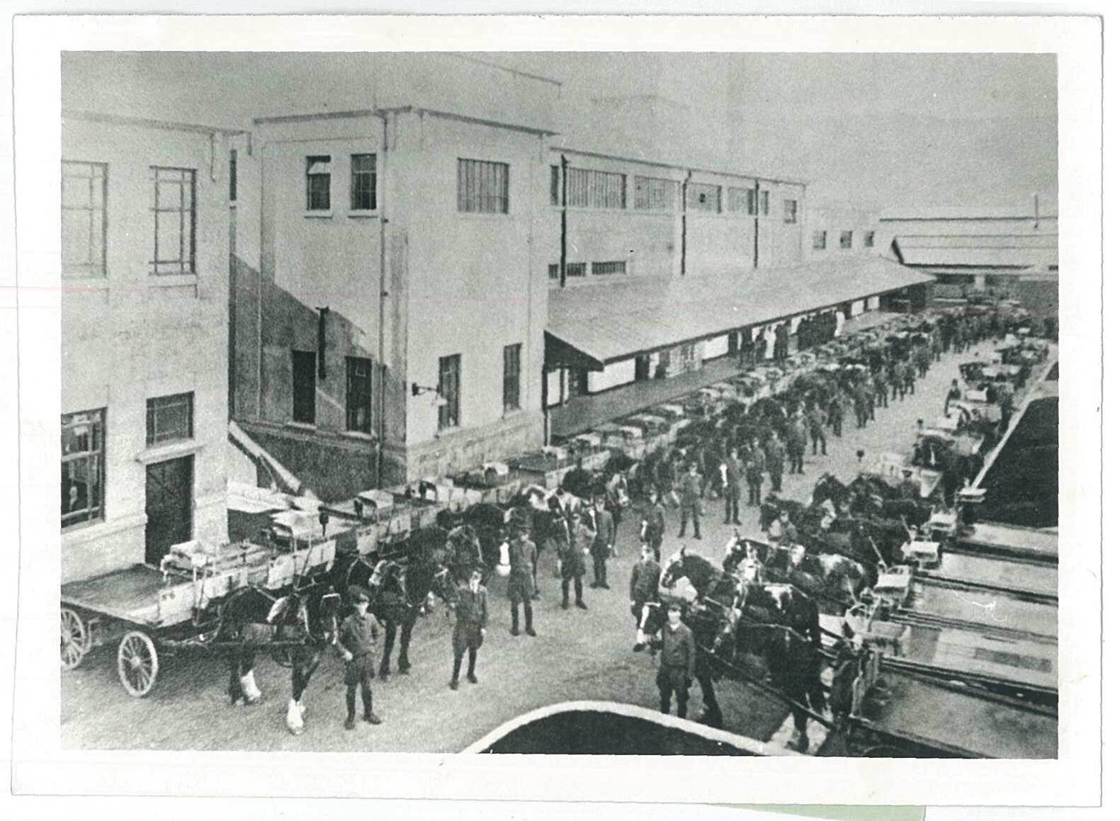 Milk Department horse fleet