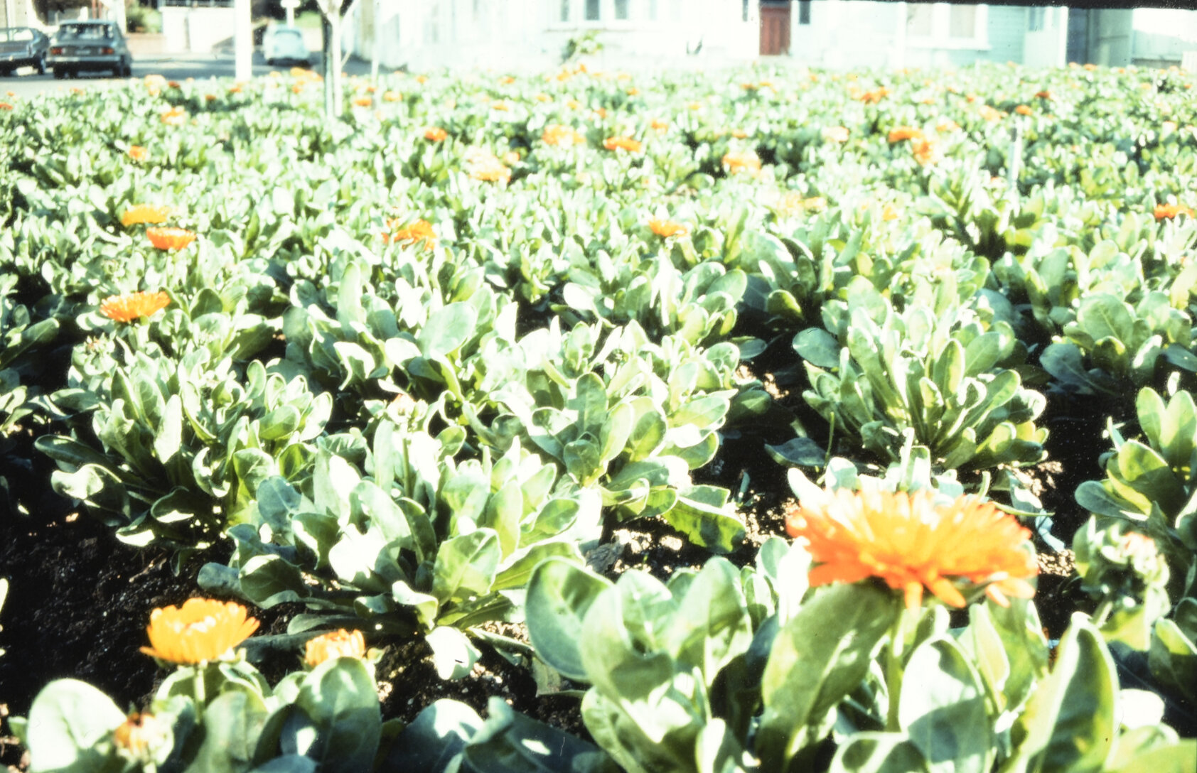 Botanic Garden plants, circa 1990. Aerial views of Botanic Garden, Anderson Park, Mount Albert, 18 Oct 1990
