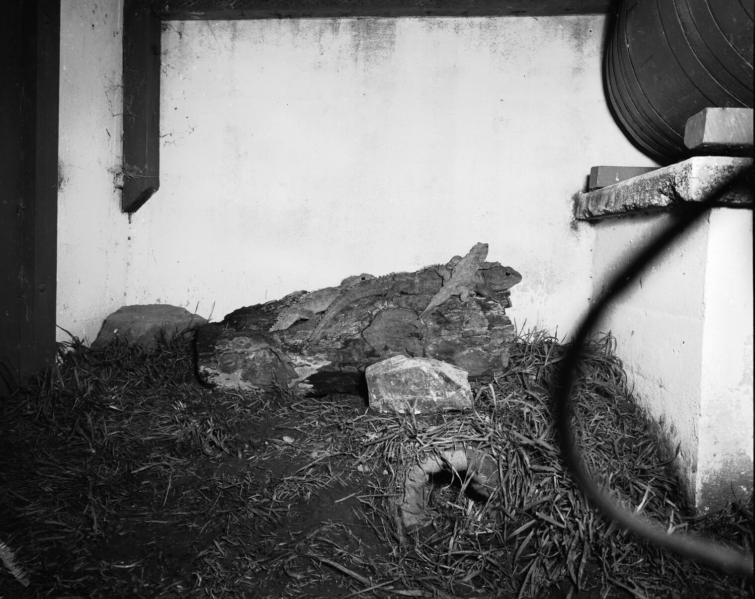 Wellington City Council Zoo: Tuatara