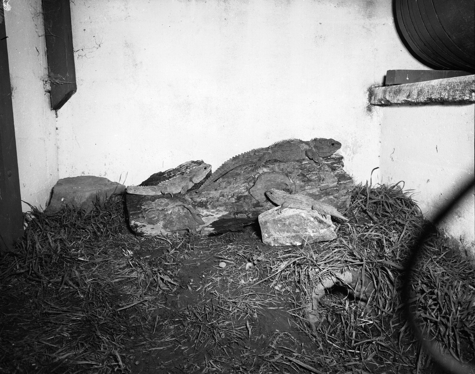 Wellington City Council Zoo: Tuatara