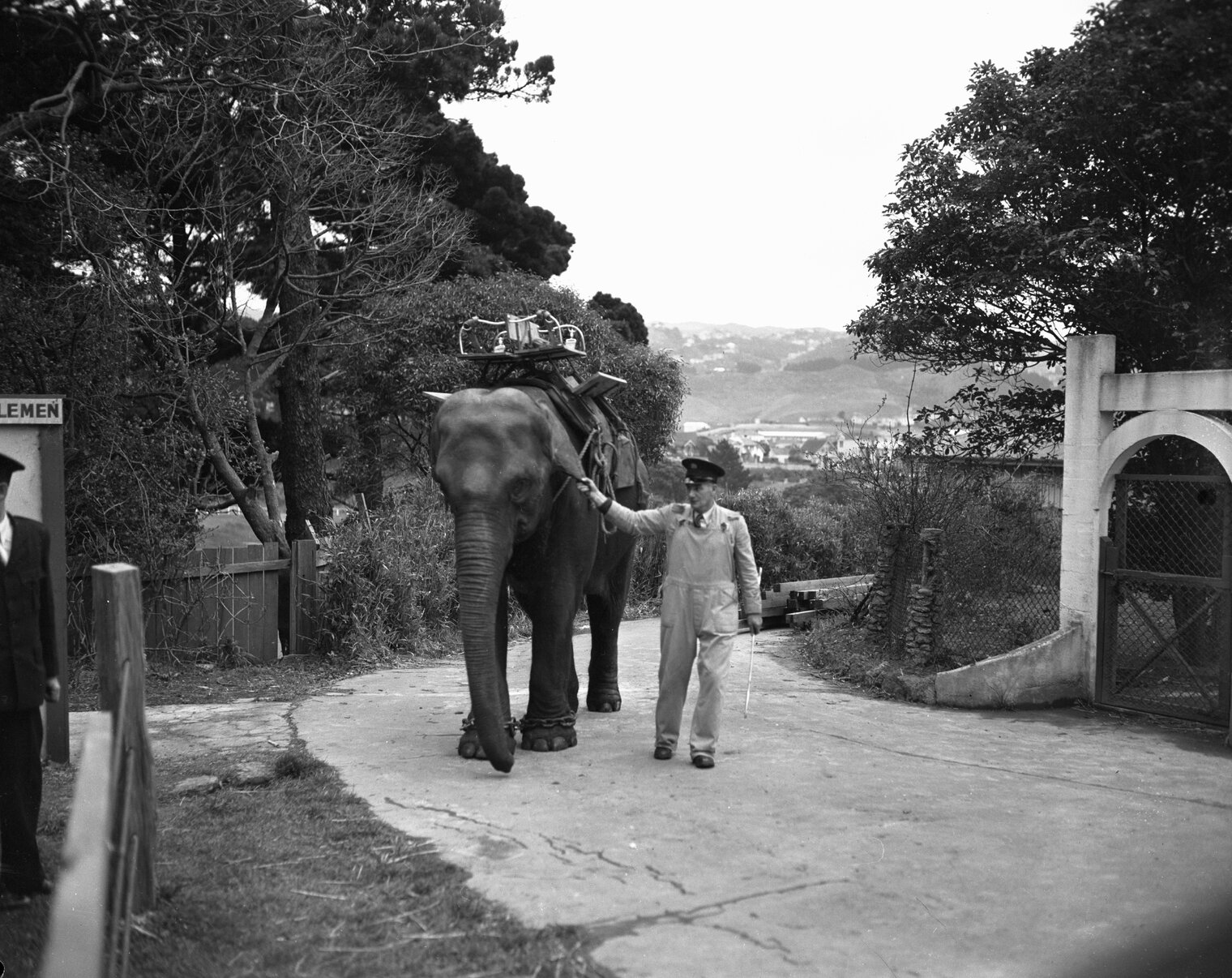Elephant at Zoo