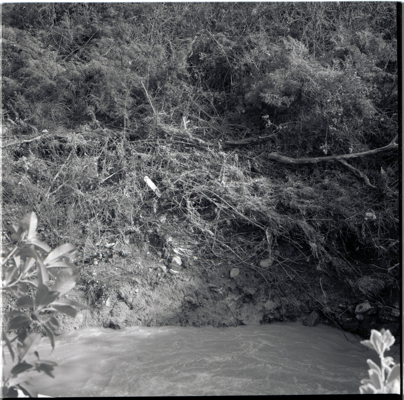 l. 55 Waikowhai Street