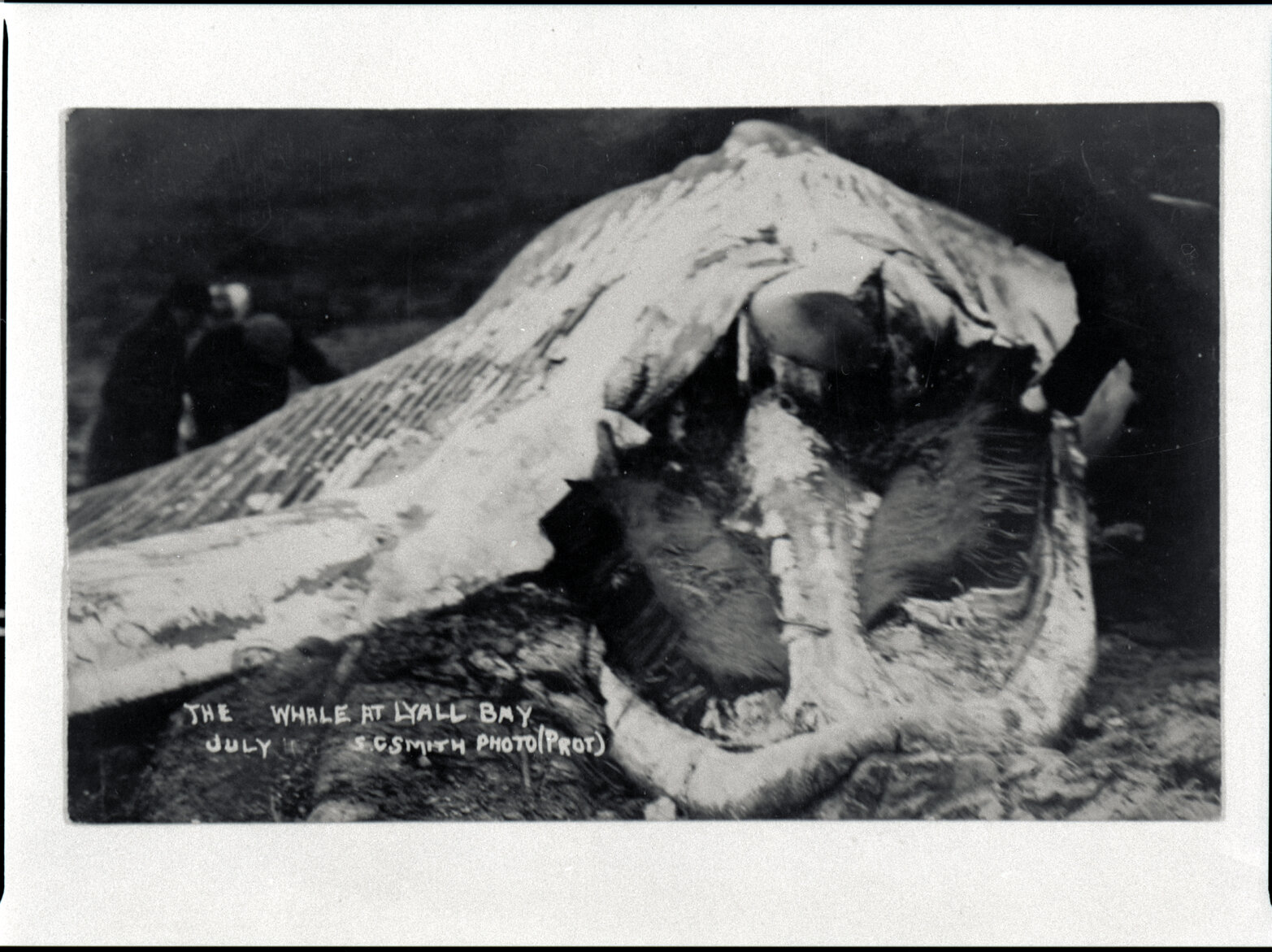 Whale at Lyall Bay, July 1912