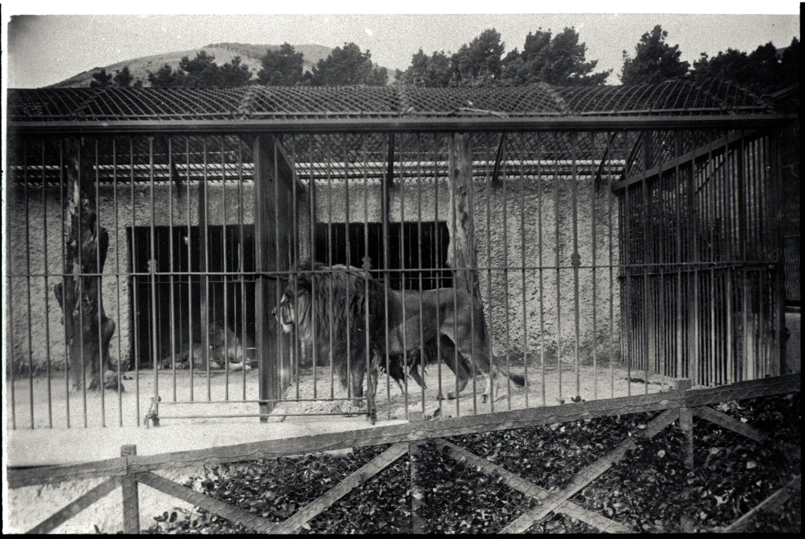 Copies: King Dick lion at zoo