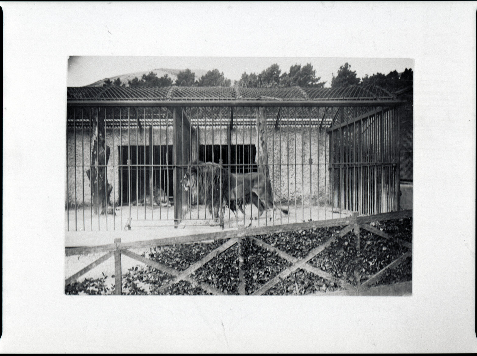 Copies: King Dick lion at zoo
