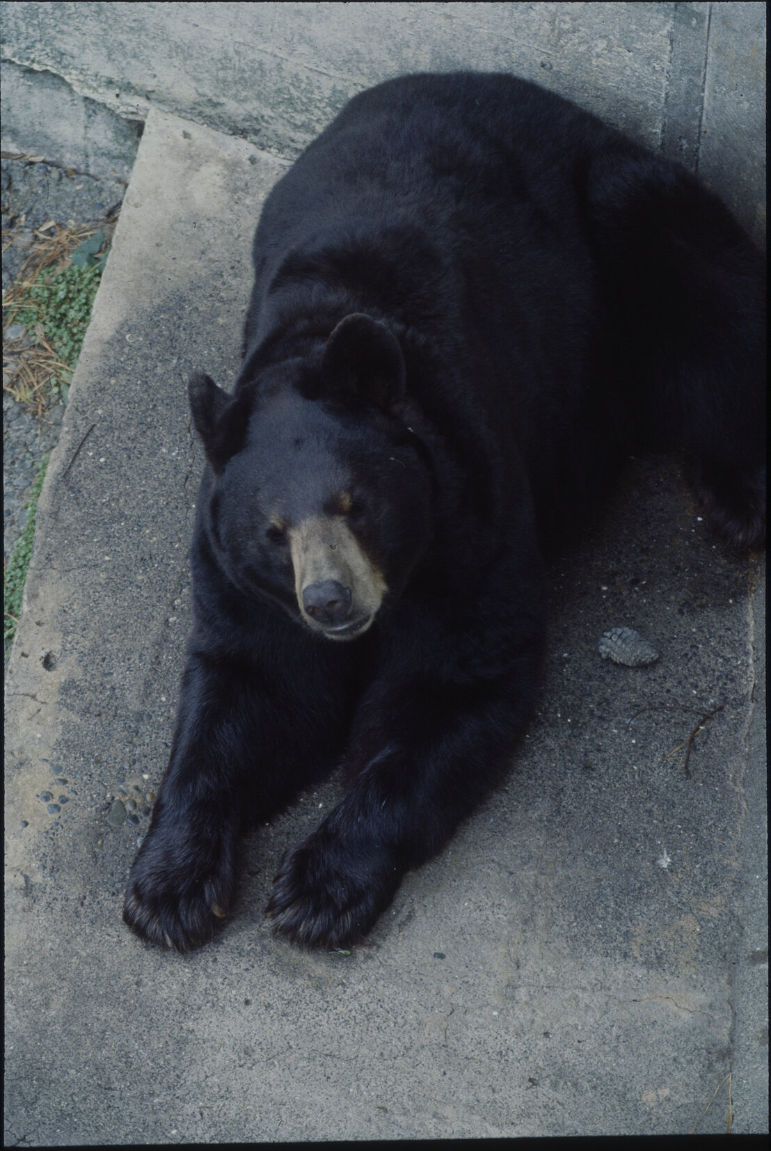 Wellington Zoo, bear