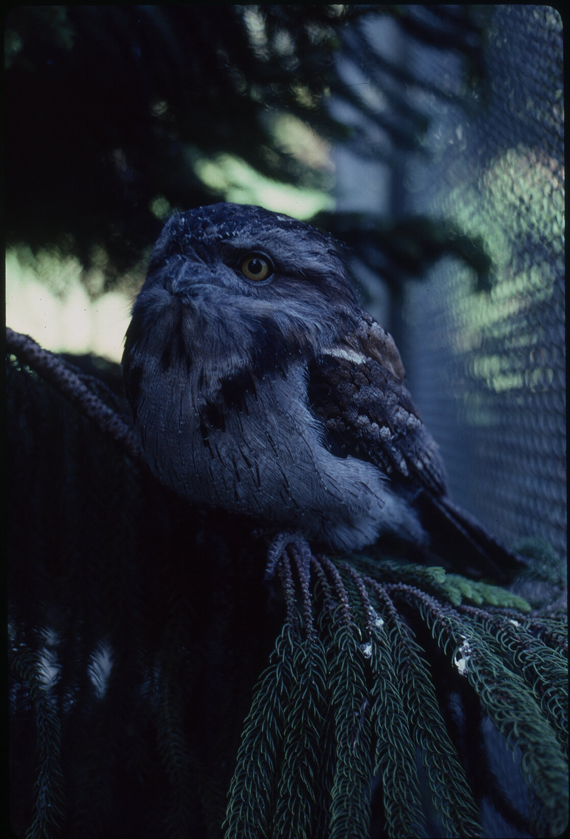 Wellington Zoo, tawny frogmouth