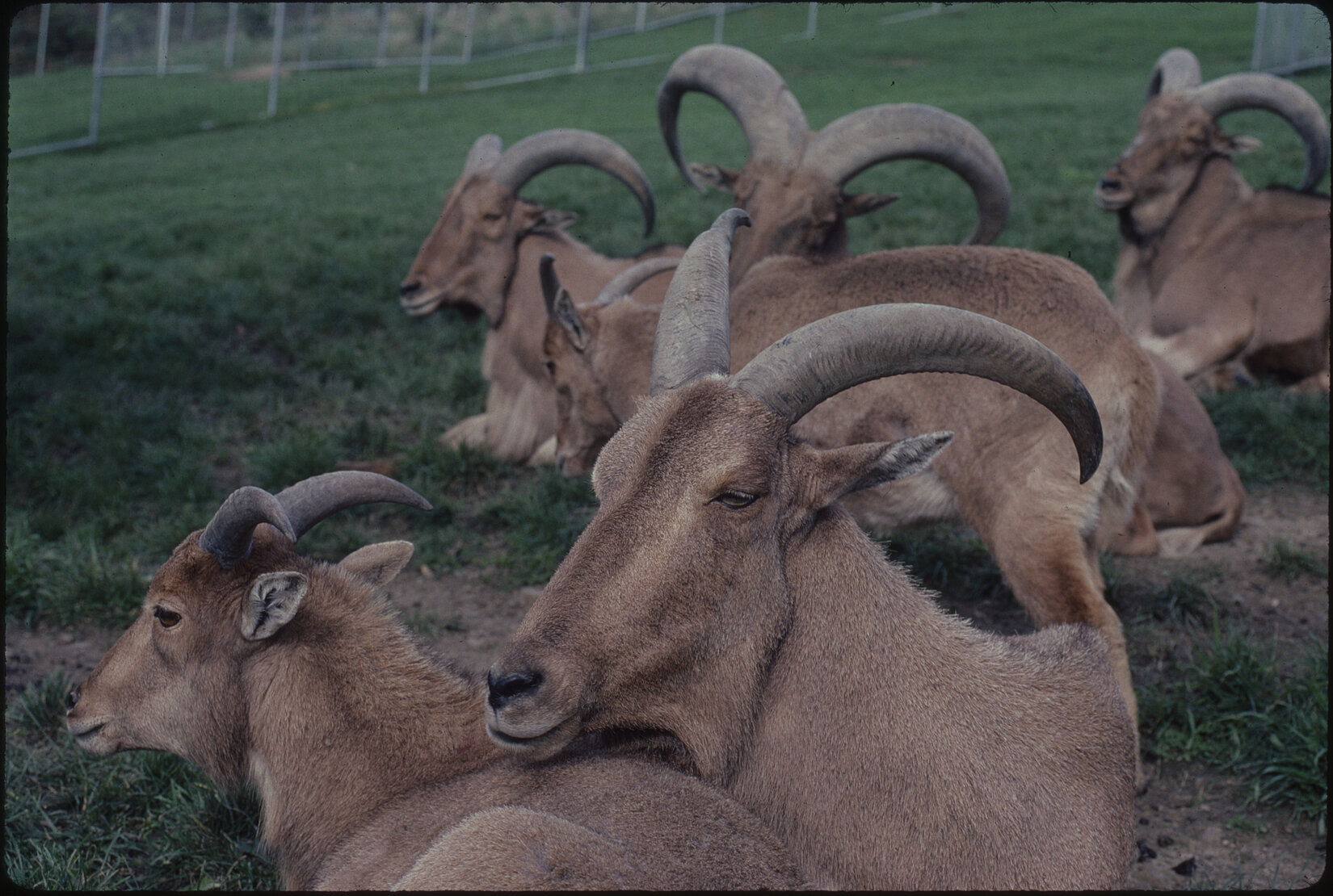 Wellington Zoo, barbary sheep