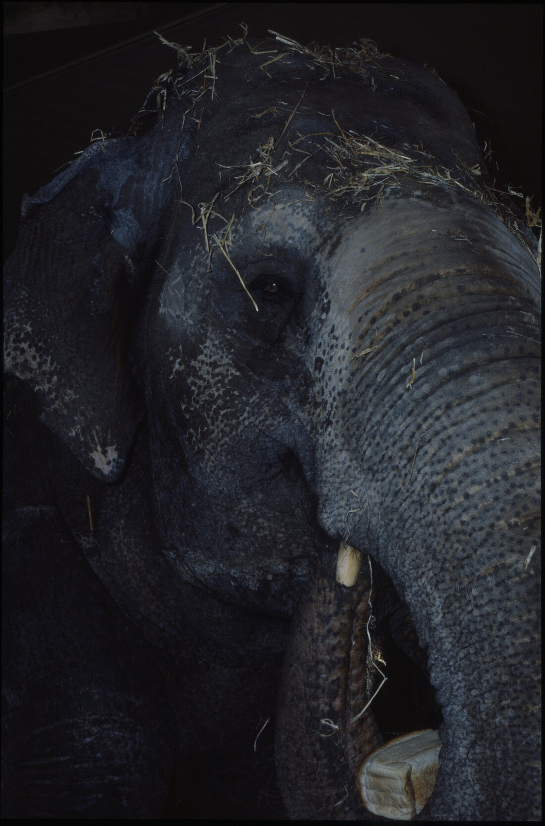 Wellington Zoo, elephant