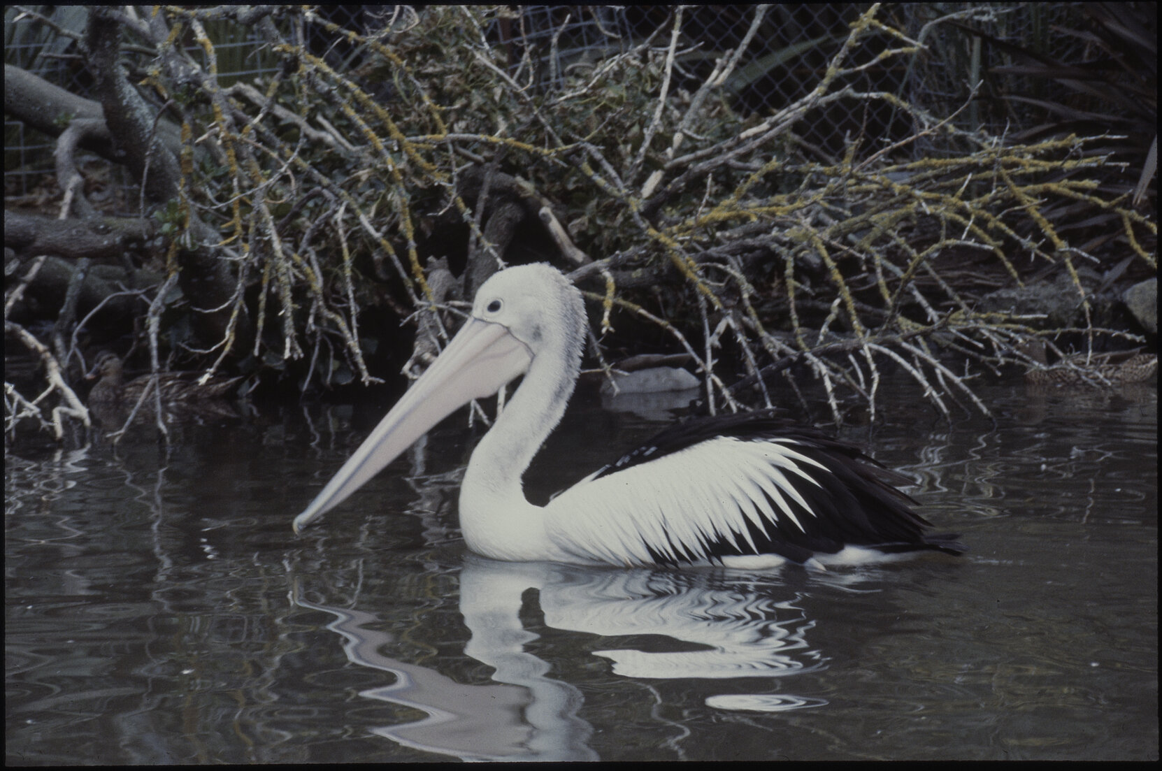 Wellington Zoo, pelican