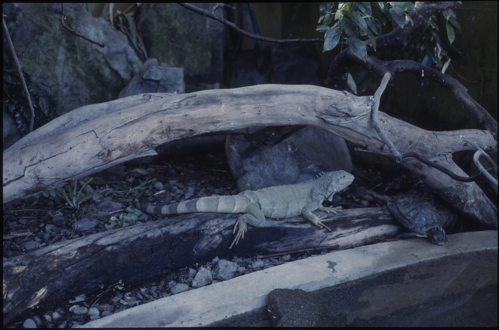Wellington Zoo, iguana