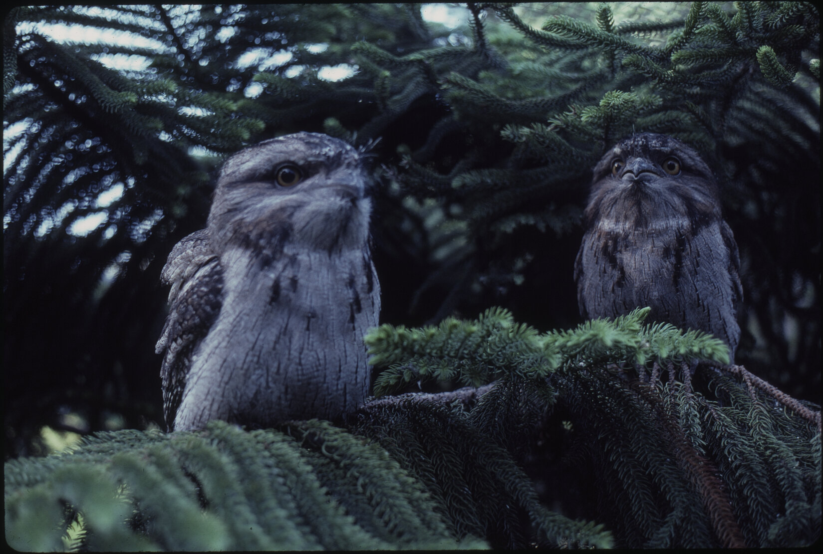 Wellington Zoo, tawny frogmouth