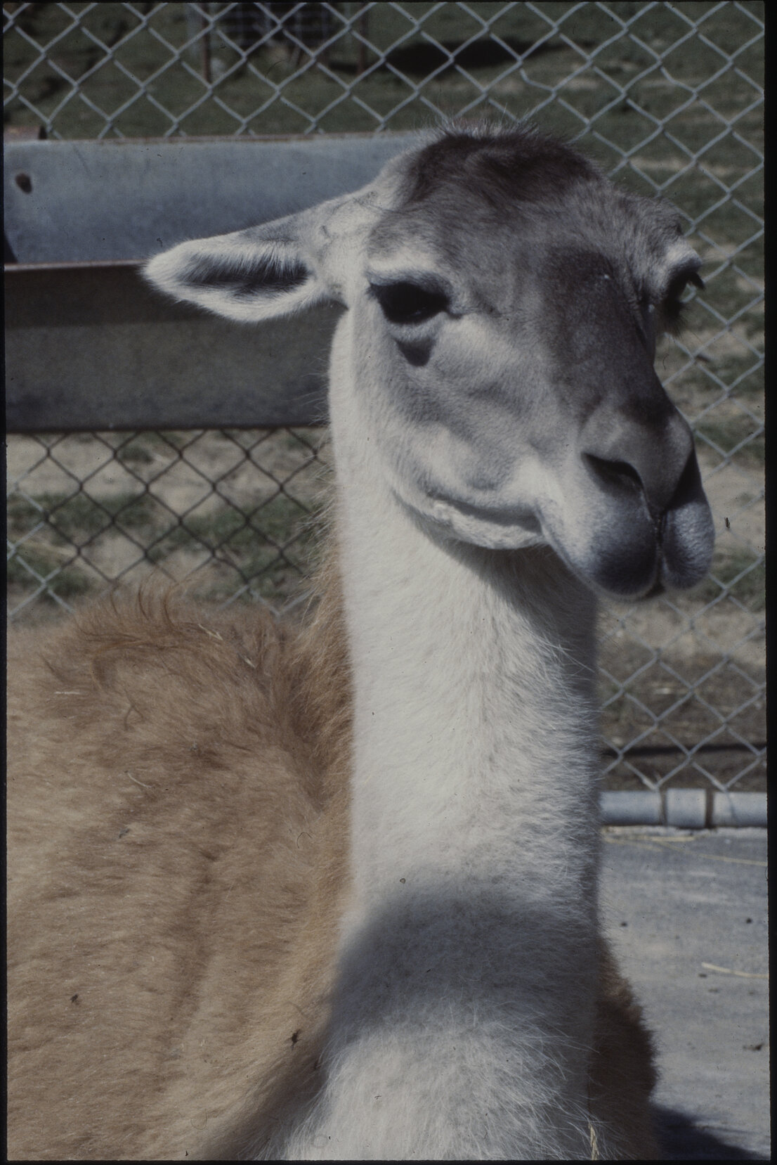 Wellington Zoo, llama