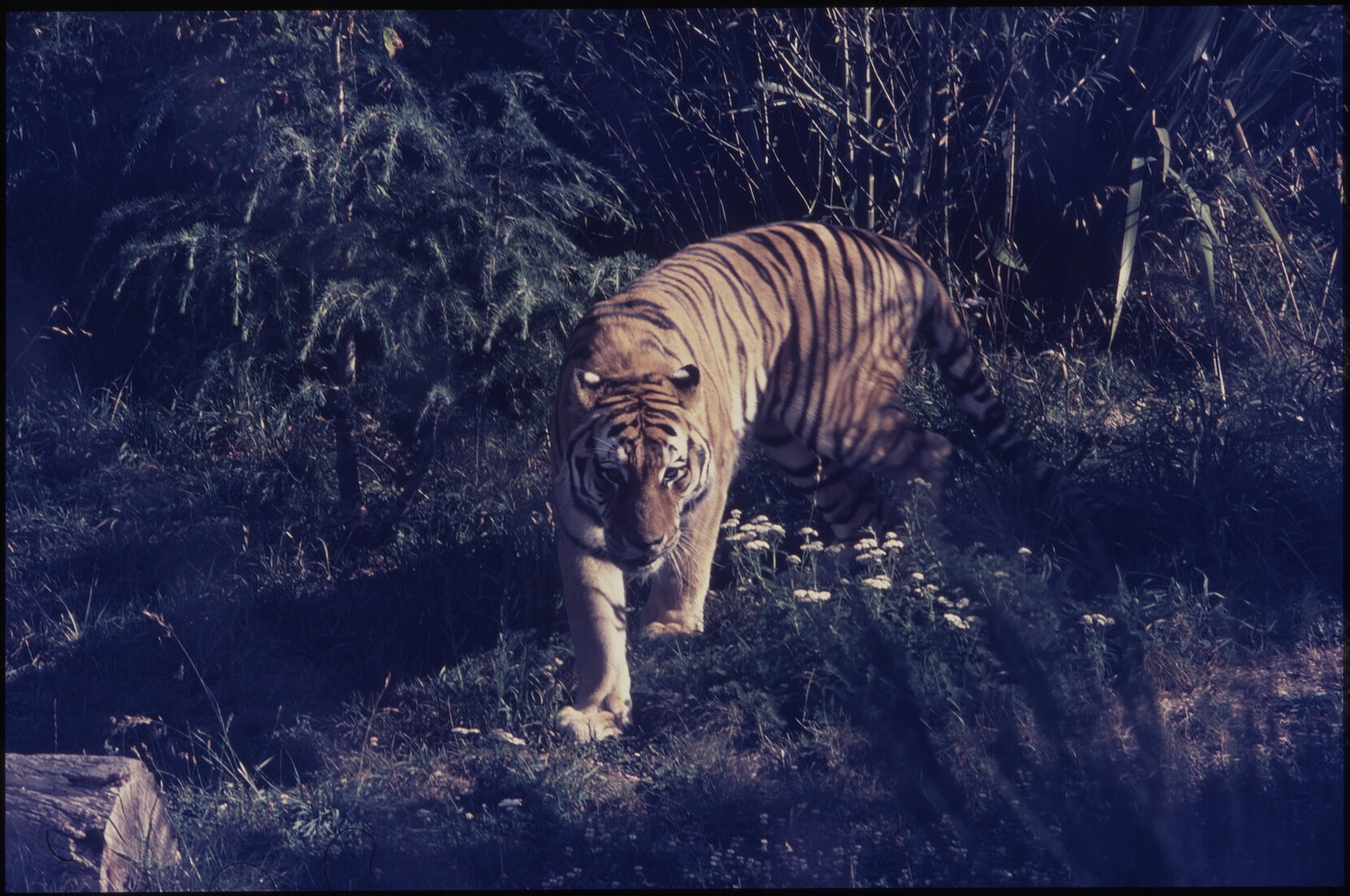 Wellington Zoo, tiger