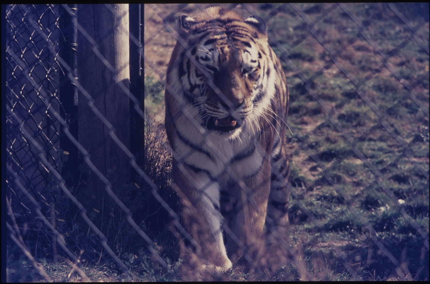 Wellington Zoo, tiger