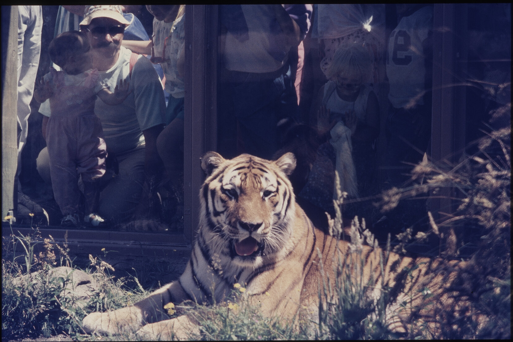 Wellington Zoo, tiger