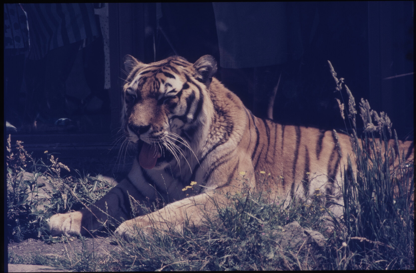 Wellington Zoo, tiger