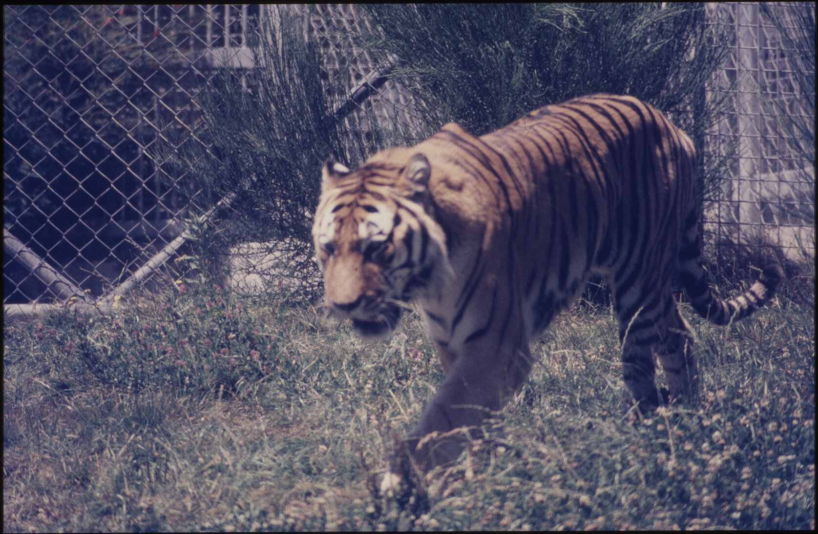 Wellington Zoo, tiger