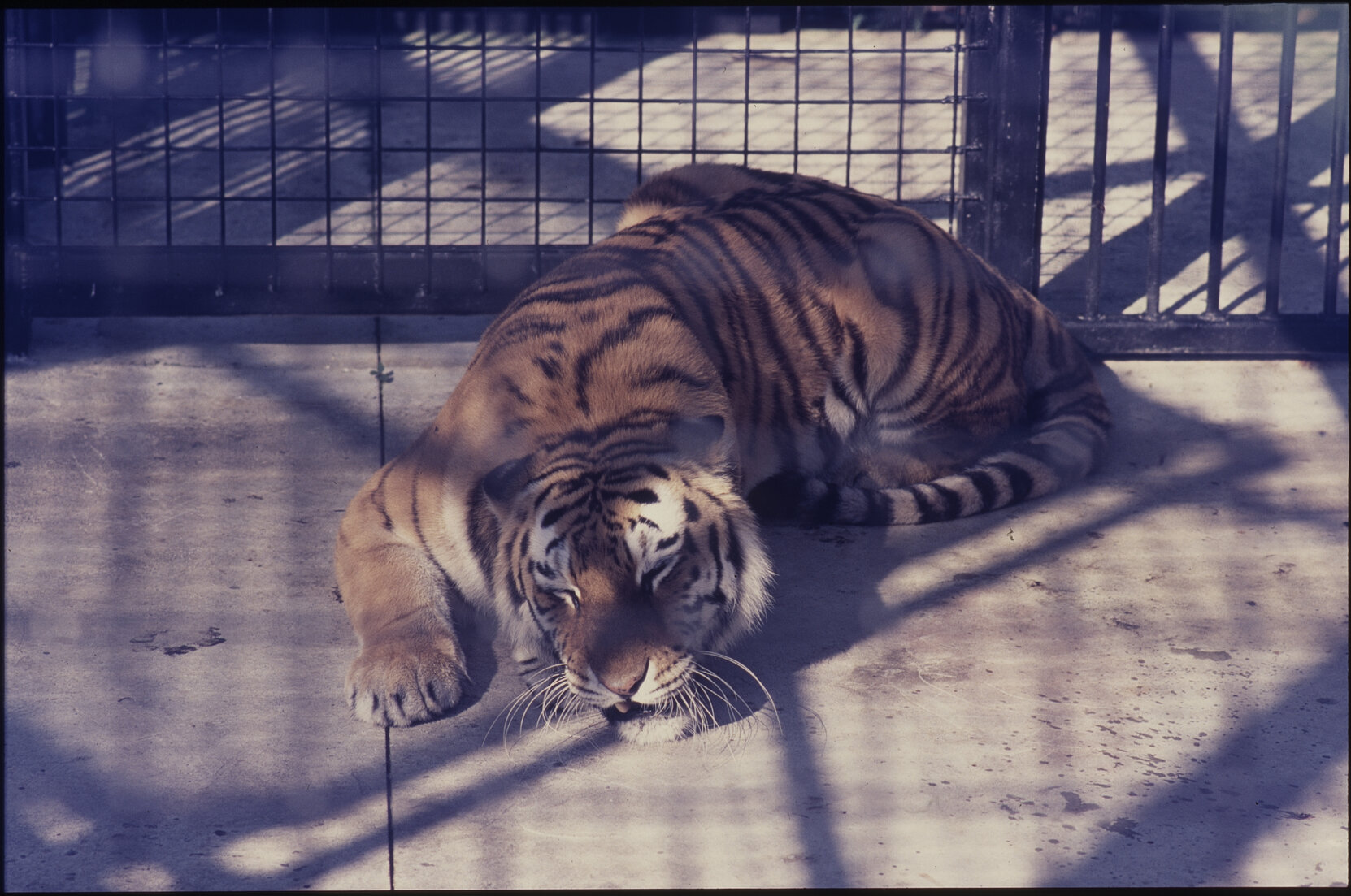 Wellington Zoo, tiger