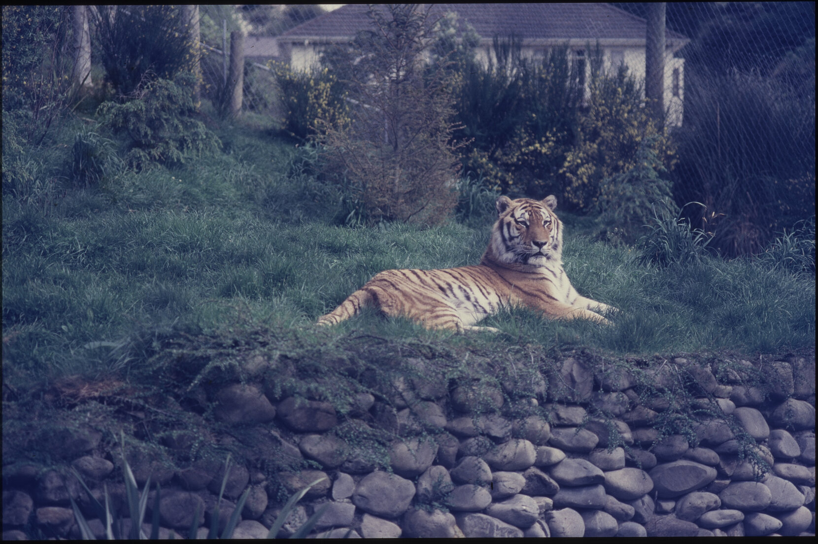 Wellington Zoo, tiger