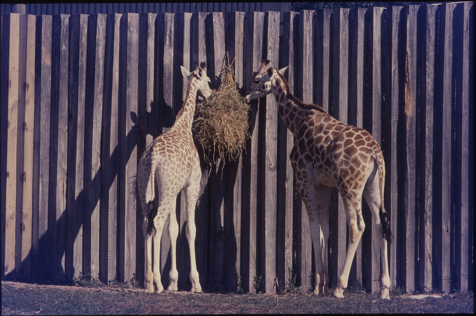 Wellington Zoo, giraffes in enclosure