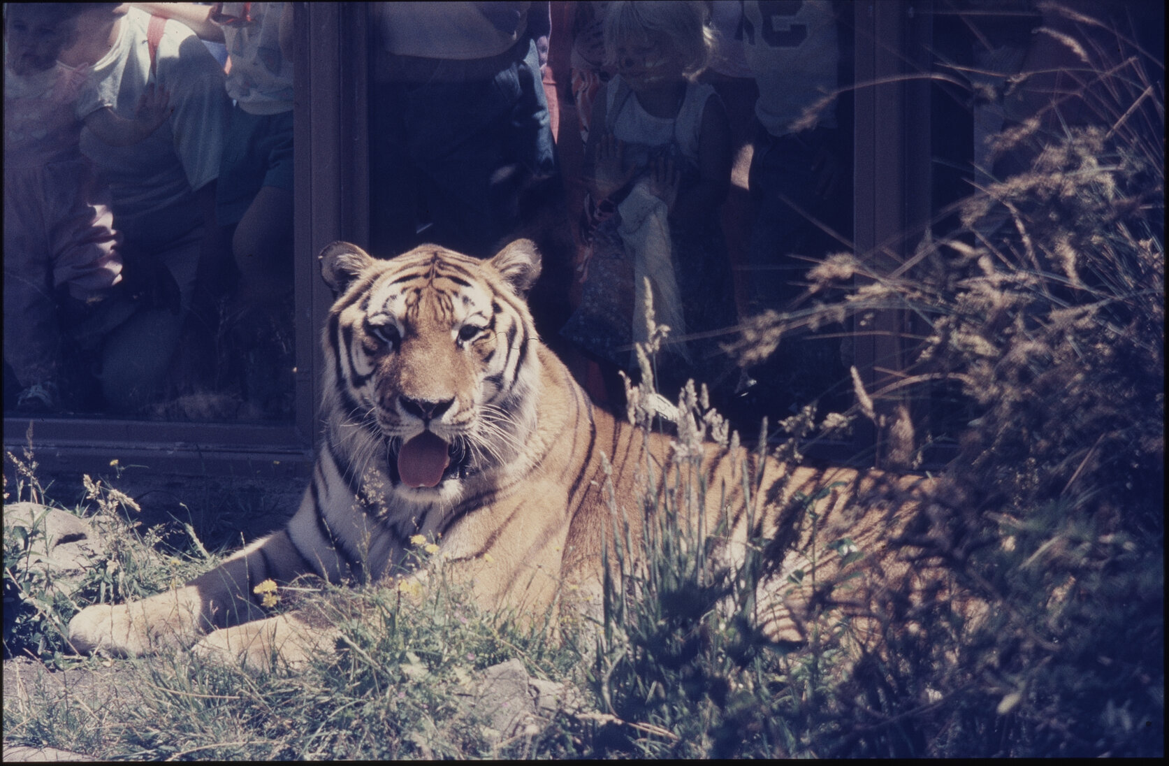 Wellington Zoo, tiger
