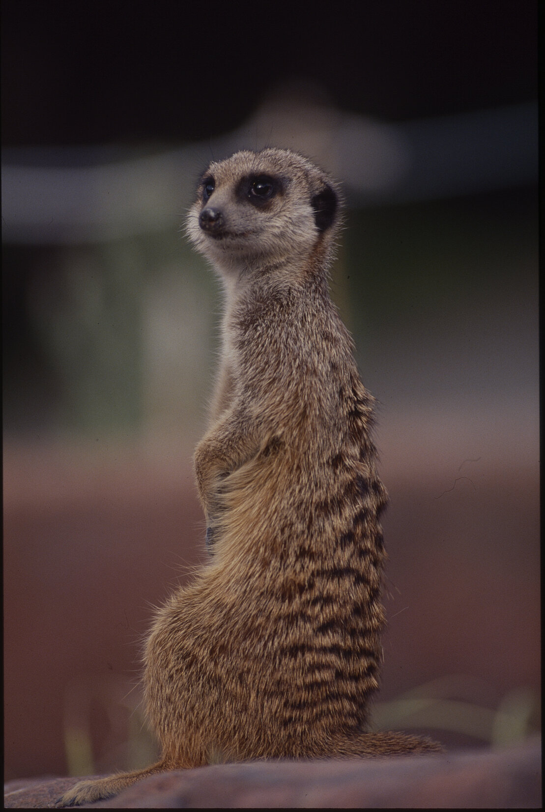 Wellington Zoo, Meerkats