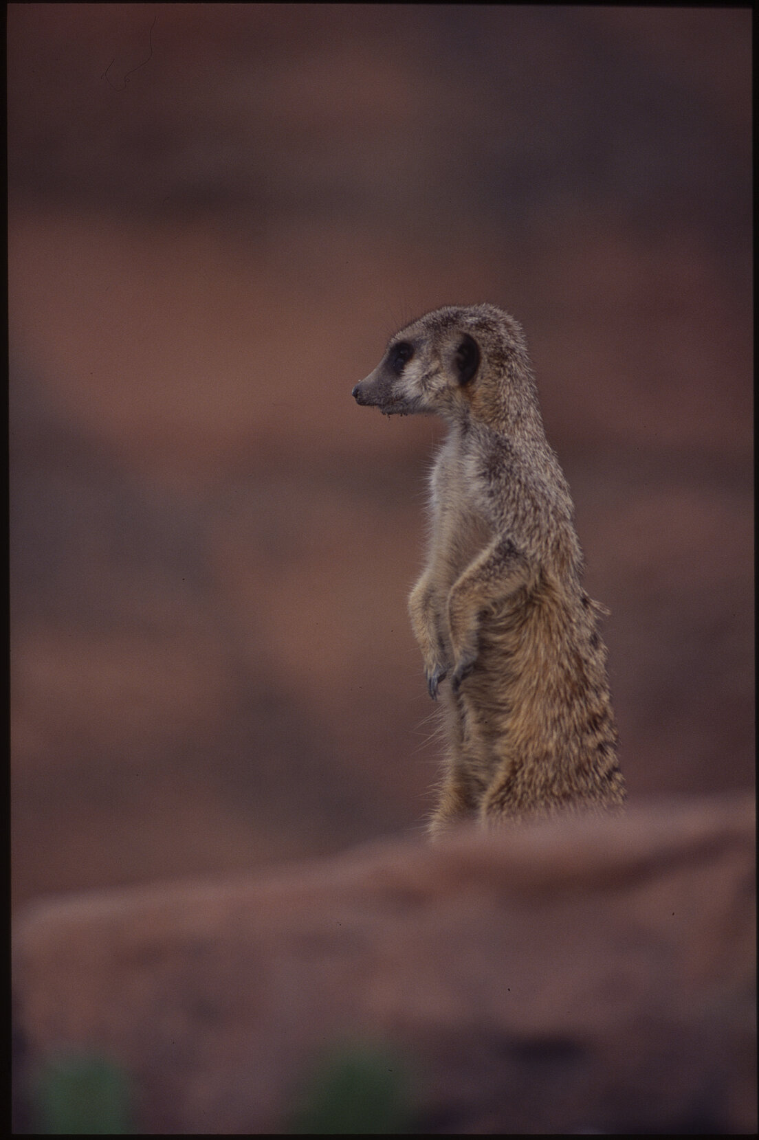 Wellington Zoo, Meerkats