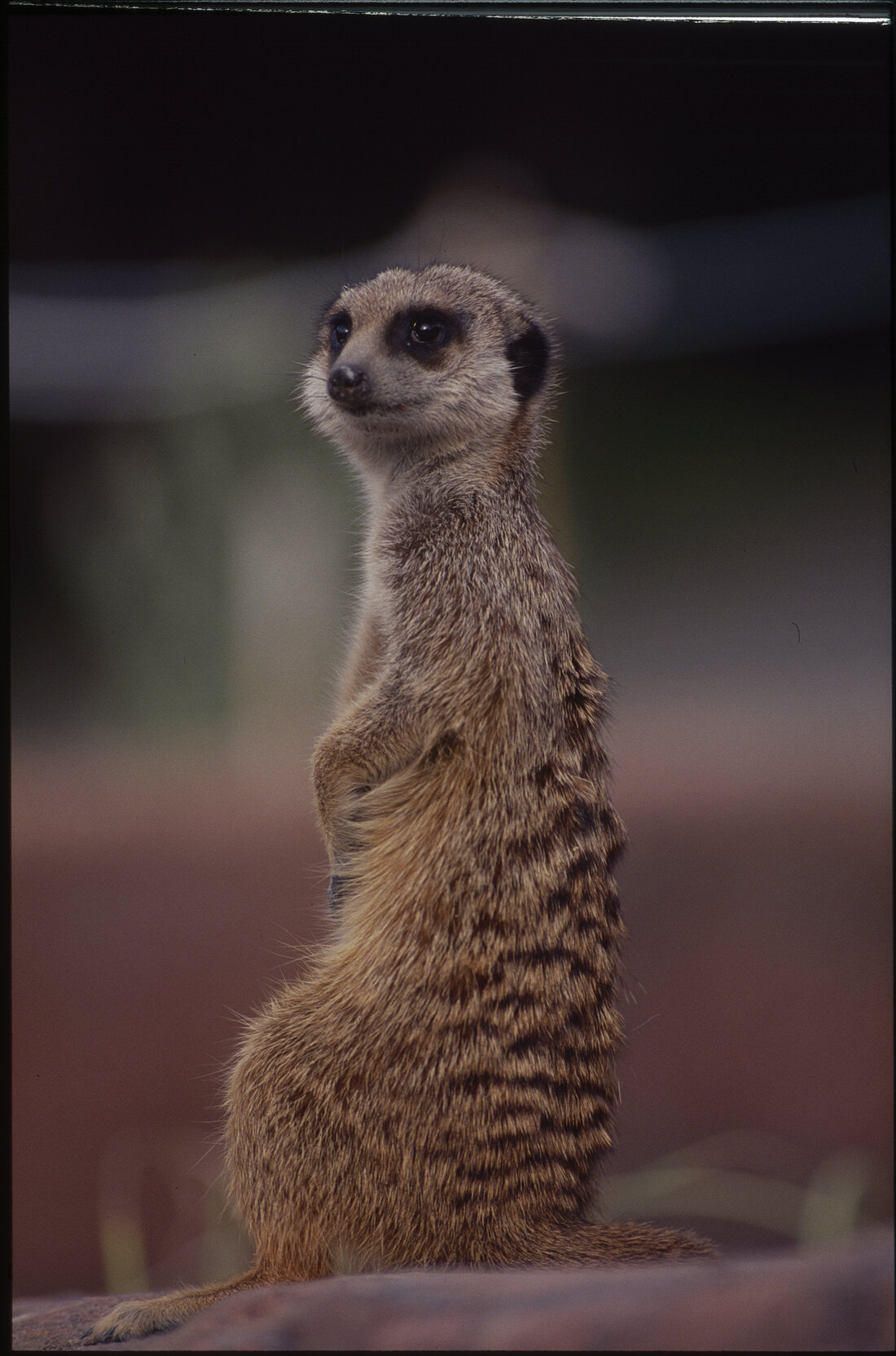 Wellington Zoo, Meerkats