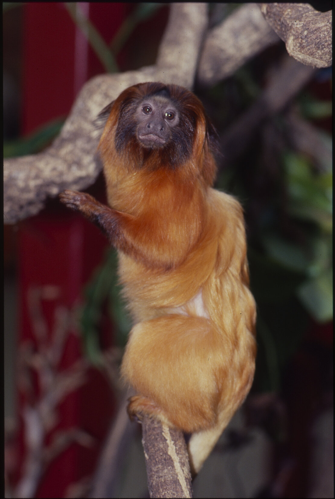 Wellington Zoo, Golden Tamarind