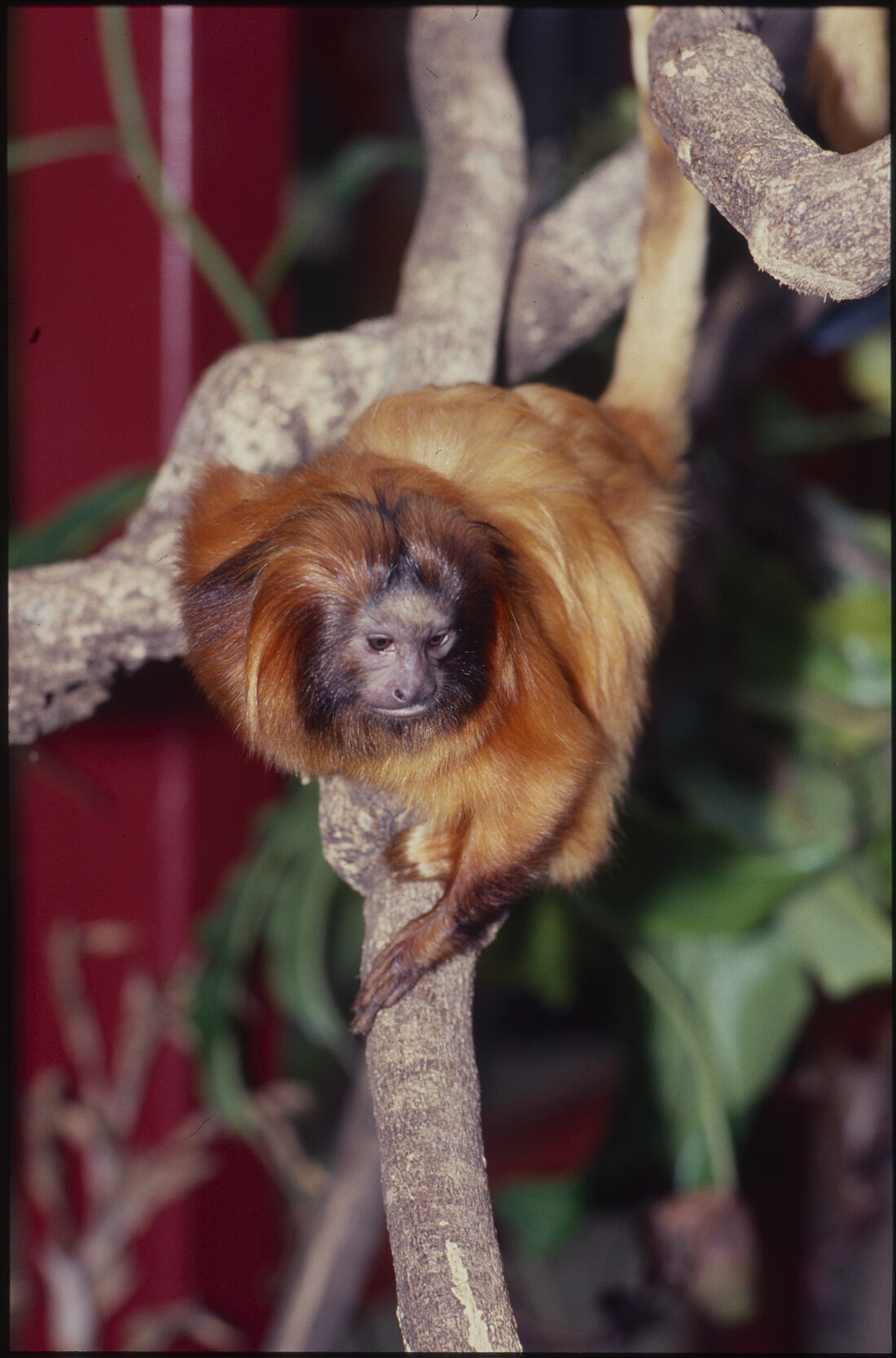 Wellington Zoo, Golden Tamarind